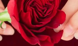 2024除夕文案 2024除夕文案